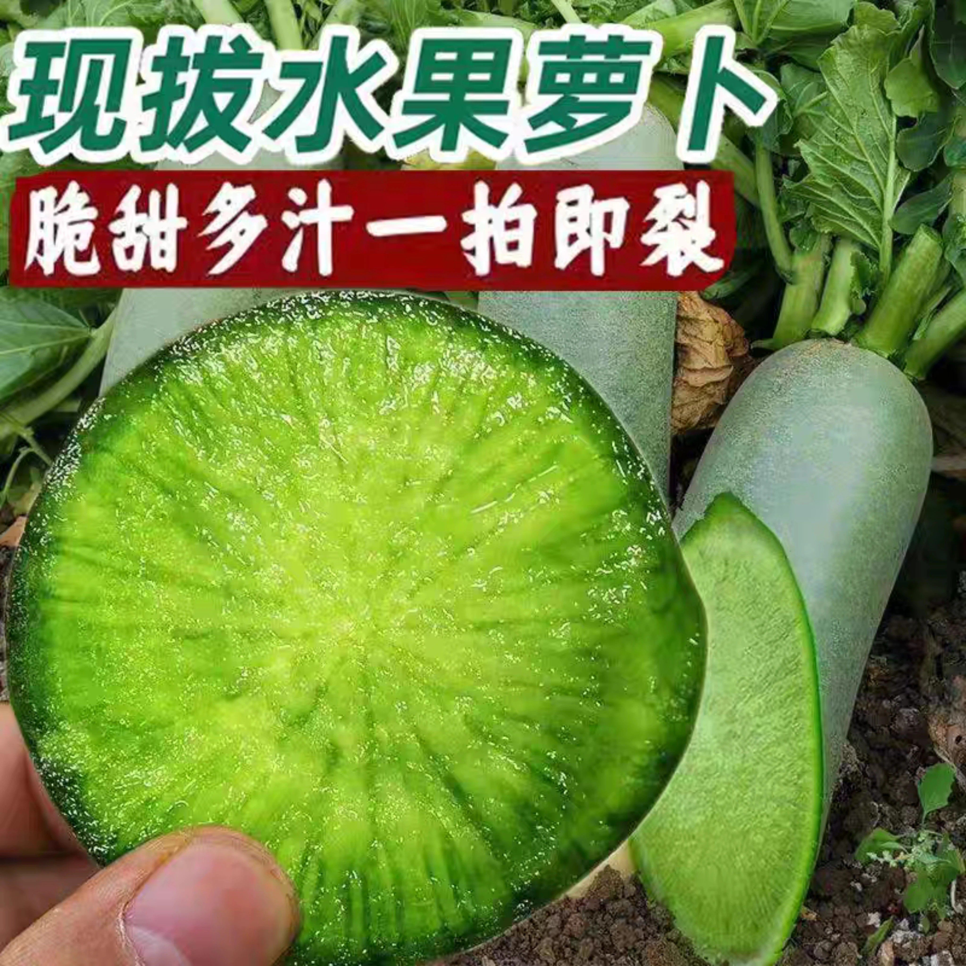 潍坊水果萝卜当季新鲜绿青皮绿心脆甜微辣青凤梨冰淇淋萝卜