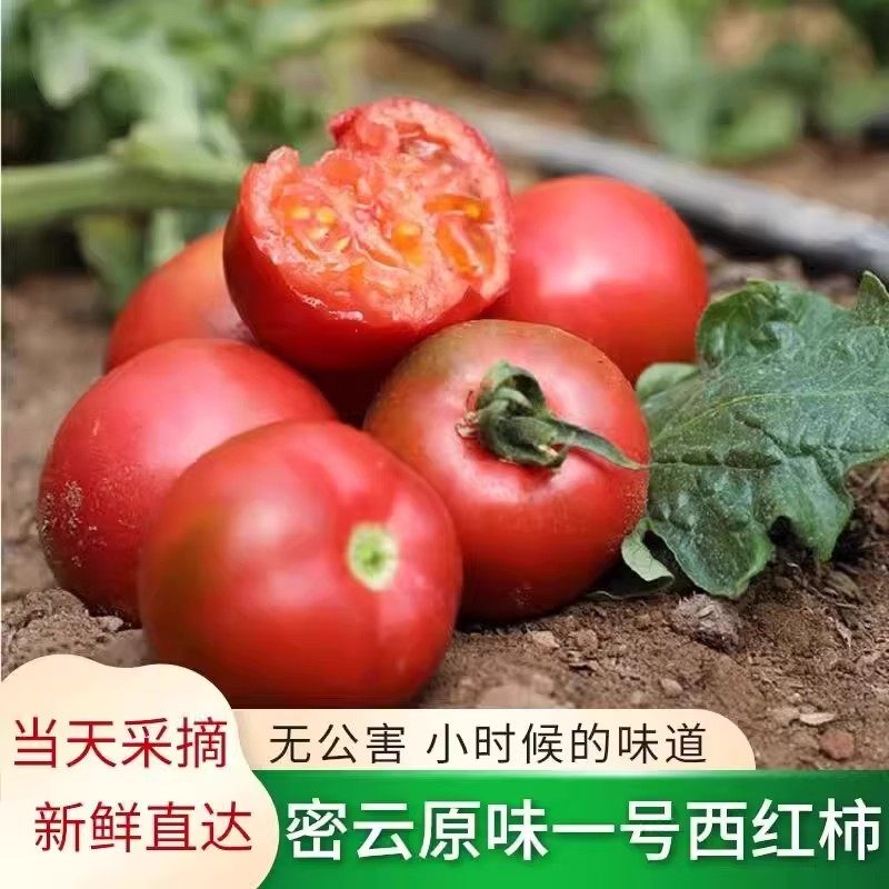 密云原味一号西红柿新鲜原味1号小番茄西红柿高糖水果番茄,水产肉类/新鲜蔬果/熟食,番茄,淘宝优惠券,粉丝福利购,淘宝优惠卷