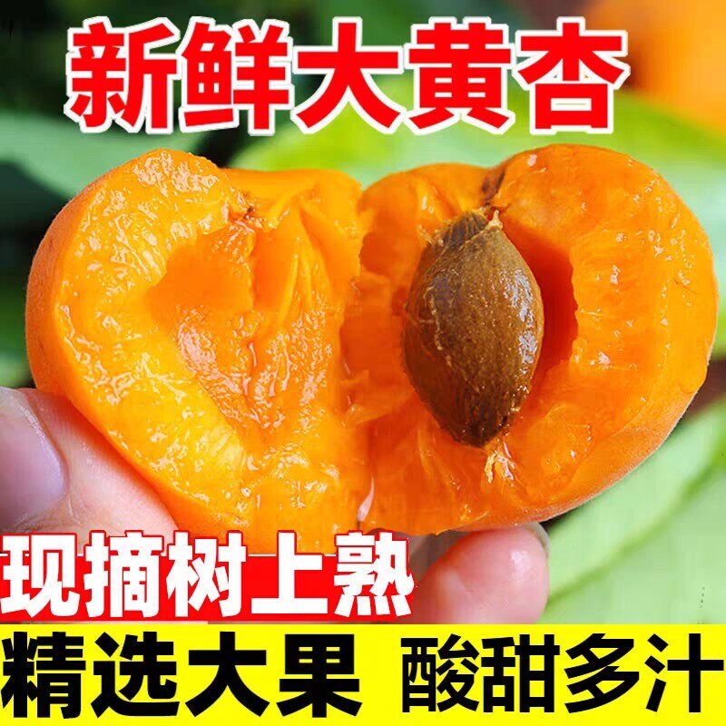 河南金太阳大黄杏当季时令酸甜杏子纯甜杏孕妇新鲜水果包邮
