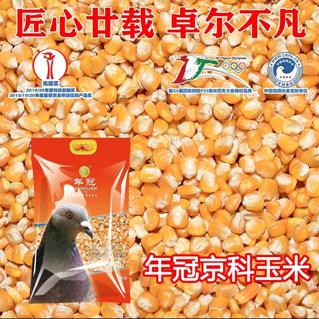 年冠京科玉米胶质玉米鸽粮玉米