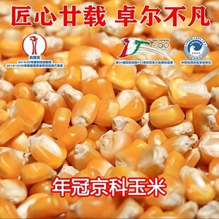 年冠京科玉米胶质玉米鸽粮玉米