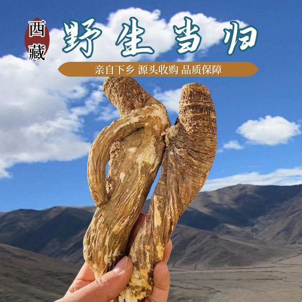 西藏30年大当归天然无硫林芝