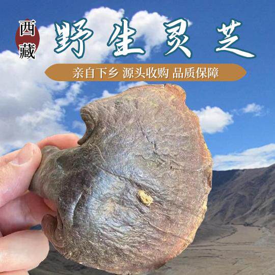 西藏野生整枝灵芝干货