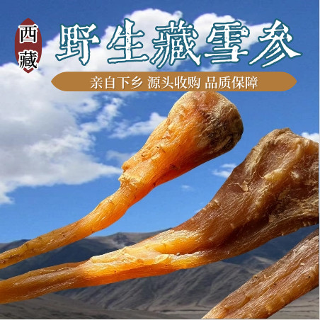 西藏特产藏雪参藏血参中药材