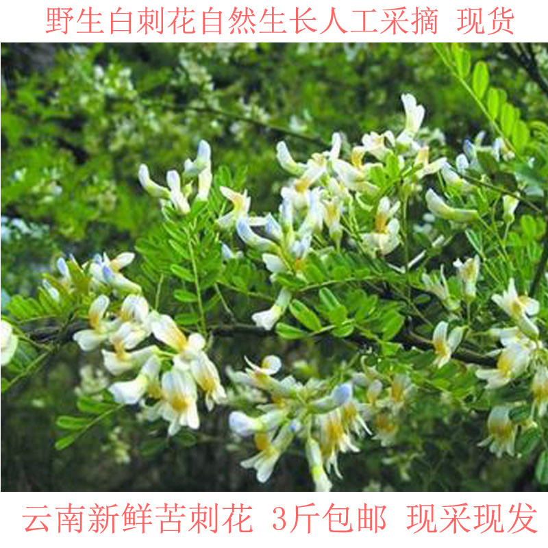 苦刺花云南野菜白刺花食用农产品新鲜特产蔬菜当季食用鲜花蚕豆米