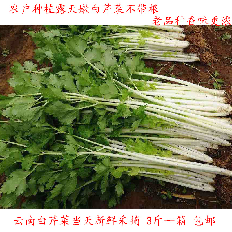 芹菜云南新鲜蔬菜白芹菜香芹当季新鲜蔬菜特产香芹菜农户种植包邮