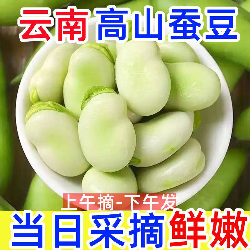 蚕豆云南新鲜蚕豆角农户种植新鲜采摘胡豆兰花豆罗汉豆茴香豆包邮