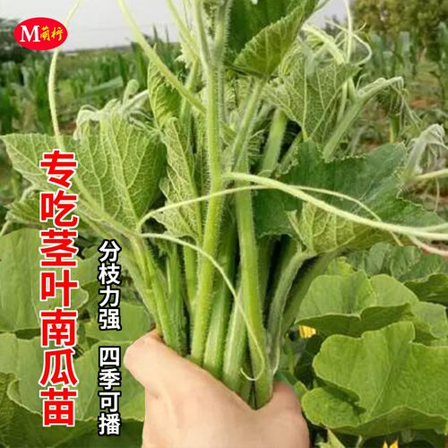 蔬菜专吃藤茎嫩叶四季特色南瓜苗