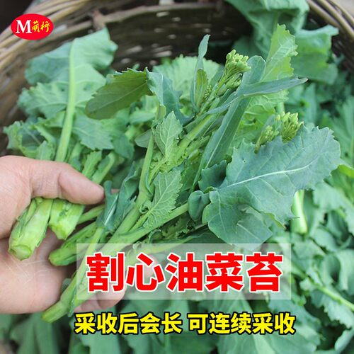油菜心种子质量怎么样 油菜心种子口碑怎么样 小麦优选