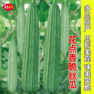 大花点香脆丝瓜种子甜嫩棱角丝瓜种籽春秋播高产农家庭院蔬菜种籽