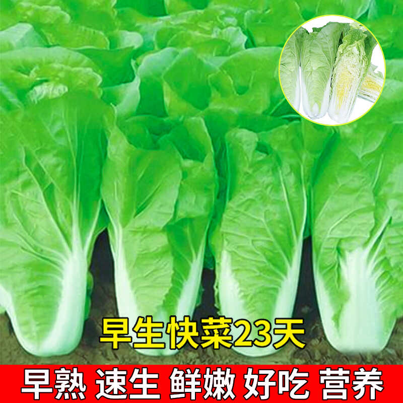 早生快菜种籽速生快菜种子