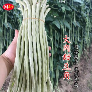 大肉甜豆角种子油白珠仔豆春夏秋耐热长豇豆种籽白条四季搭架豆孑