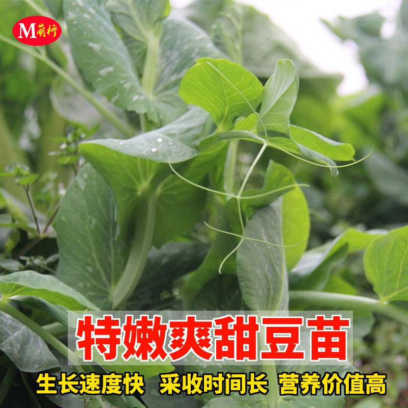 掐尖碗豆豌豆龙须菜四季蔬菜种子
