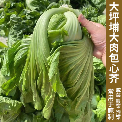 大坪埔大肉包心芥菜种籽