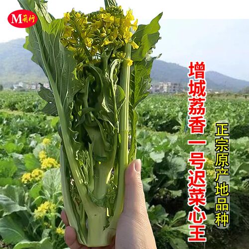 增城迟菜心种子荔香一号广东