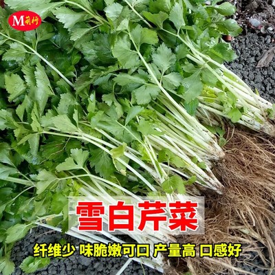 农家雪白春秋口感好四季香芹菜