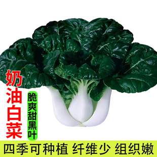 奶油白菜种籽秋冬季阳台盆栽奶小白菜种子蔬菜种孑农家种矮脚黑叶