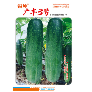 吊瓜种籽苗花青大吊瓜苗秧苗种子春秋耐热黄瓜苗种籽四季蔬菜种孑