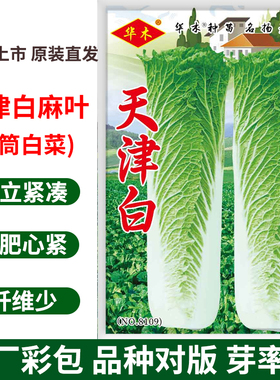 天津白种籽黄芽包白菜种子直筒白麻叶种籽秋季大田农家蔬菜种孑籽