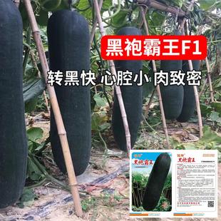 黑袍霸王冬瓜种籽广东铁柱黑皮冬瓜苗秧种子东瓜籽春秋蔬菜种孑苗