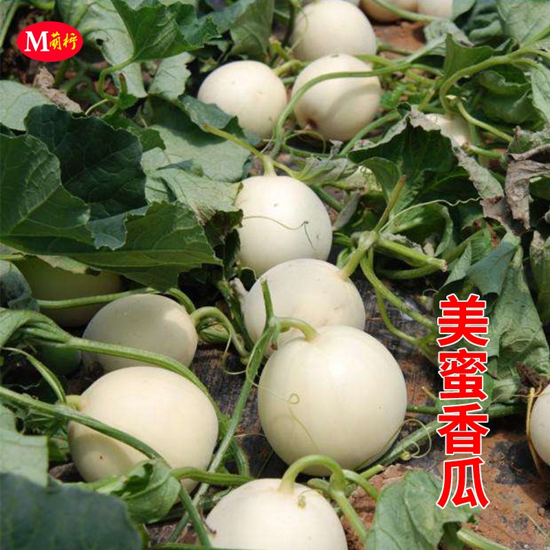 白沙蜜甜瓜种籽冰糖美蜜香瓜种子春天四季阳台盆栽菜园水果种子籽