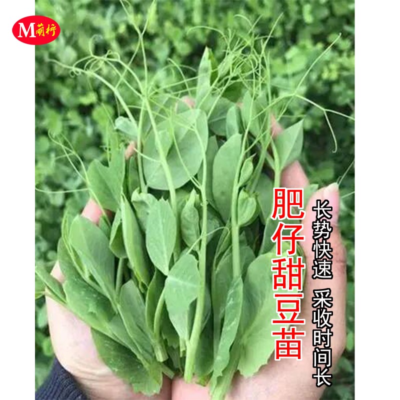 肥仔豌豆苗种籽无须豌豆尖芽苗菜