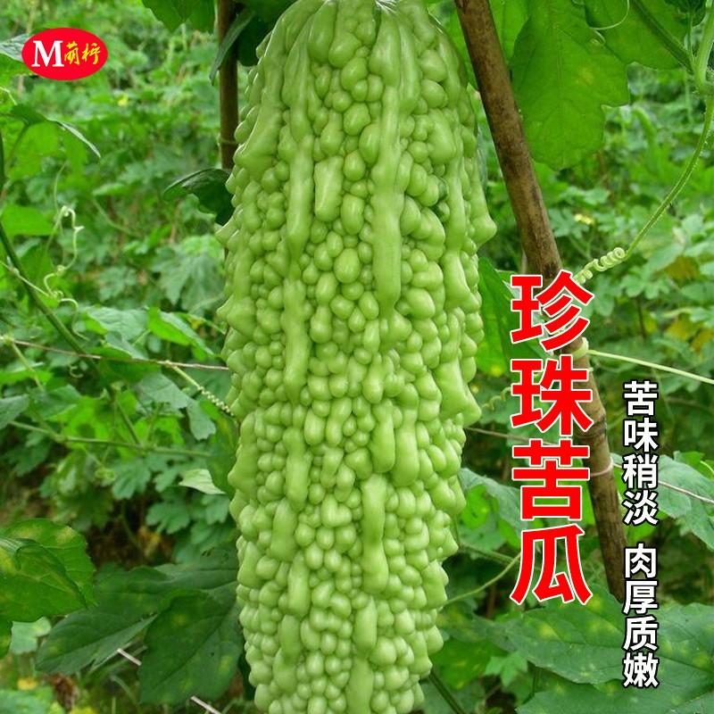 苦瓜种子春秋季种南方微苦白凉瓜