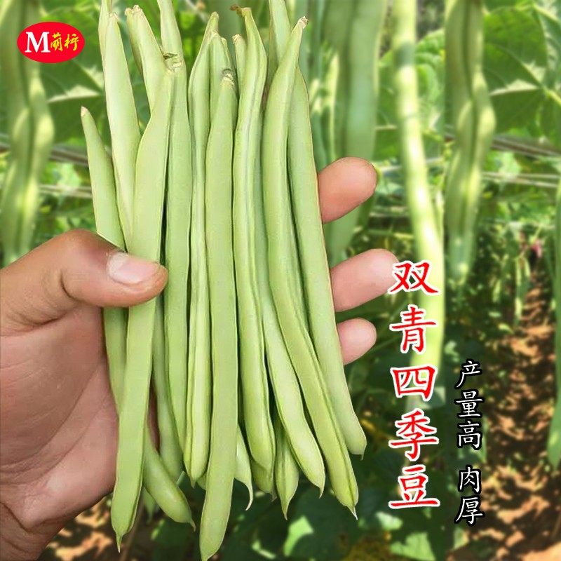 双青38号四季豆种子厚肉芸豆菜豆架豆刀豆肉豆高产豆角蔬菜种籽苗