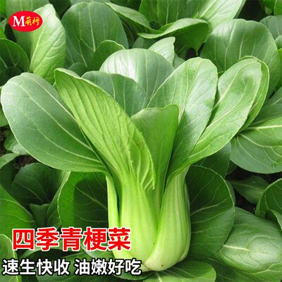 上海青青梗菜种籽四季播种