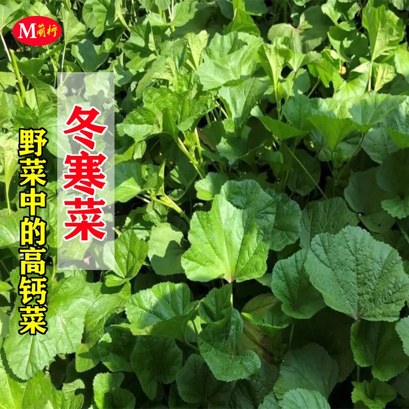 农家高钙四季籽种冬寒菜