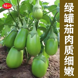 茄子苗绿罐茄种子圆茄种籽秧苗绿色茄子苗绿茄菜园春秋季蔬菜种孑
