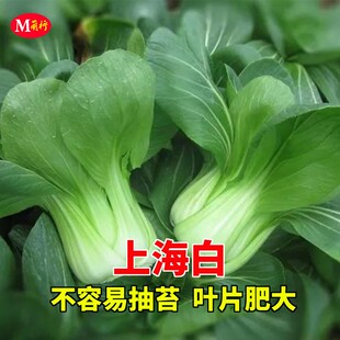 上海青种子青菜油菜瓢儿白汤匙小白菜种籽春秋季四季田园蔬菜种孑