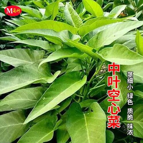 中叶空心菜种子盆栽竹叶翁菜通心菜高产蕹菜种籽四季阳台蔬菜种孑