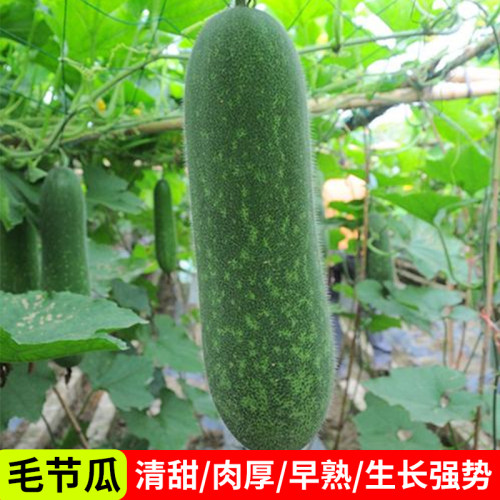 冬瓜苗种子毛节瓜苗种籽阳台菜苗