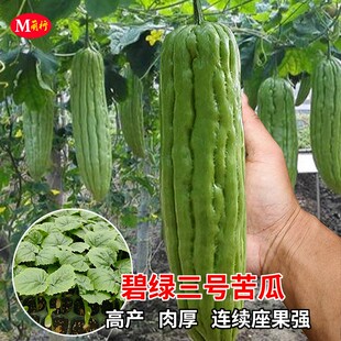 碧绿三号大肉苦瓜苗凉瓜秧苗高产春季播大田农家盆栽菜园蔬菜种子