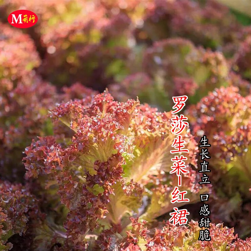 罗莎生菜种子沙拉红裙紫生菜种籽