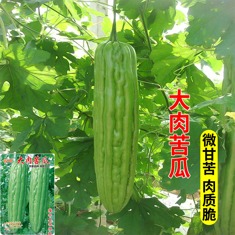 大肉苦瓜苗种子秧苗春秋季播长绿苦瓜籽瓜果高产菜园大田蔬菜种子