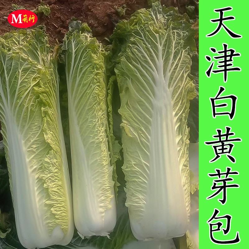 天津白大白菜种子黄芽包长筒耐热