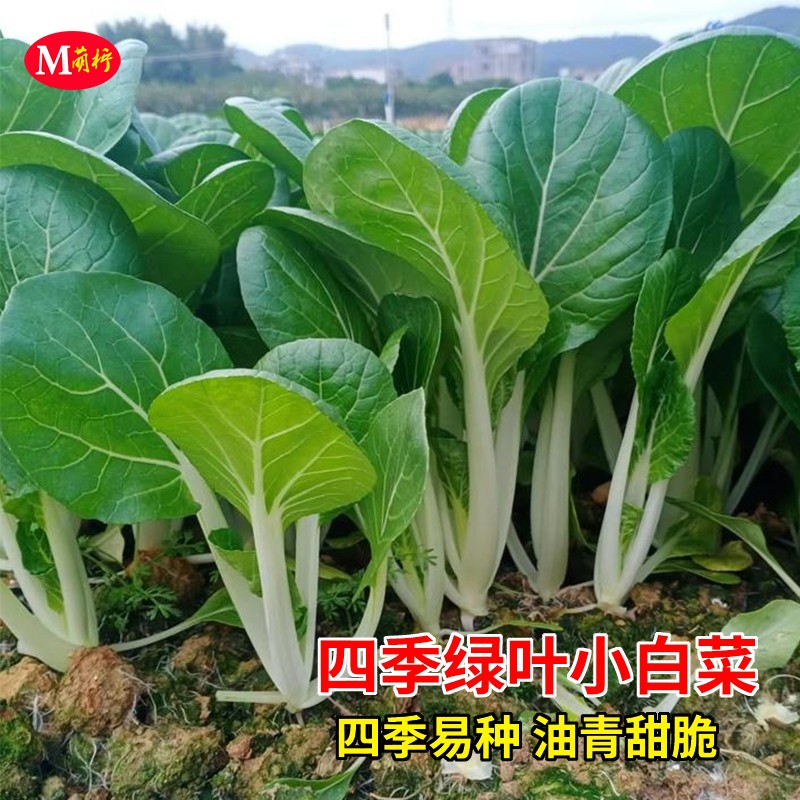 快大易种甜脆油青绿叶小白菜种籽