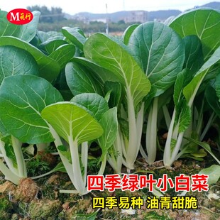 四季 小白菜种孑绿叶甜白菜种籽农家菜园青菜籽种阳台盆栽蔬菜种孑