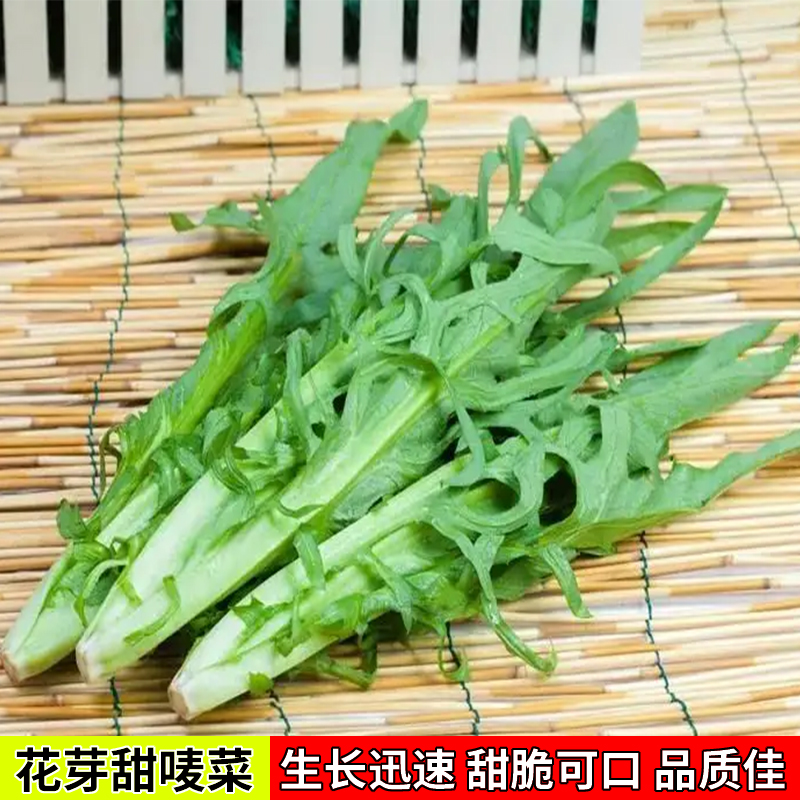 甜麦菜种籽种子苗花芽甜唛菜种子
