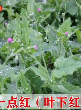 一点红种子叶下红红背菜阳台盆栽羊蹄草籽四季野生保健蔬菜种子孑