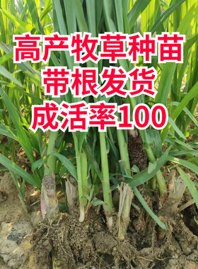 甜象草3号种苗无毛四季常青牧草