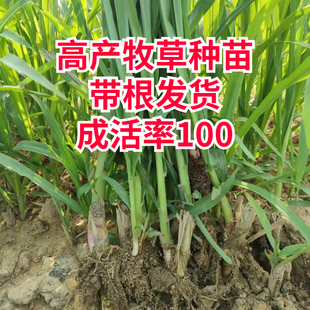 甜象草3号小苗无毛高产耐寒皇竹草巨菌草种苗多年生四季常青牧草