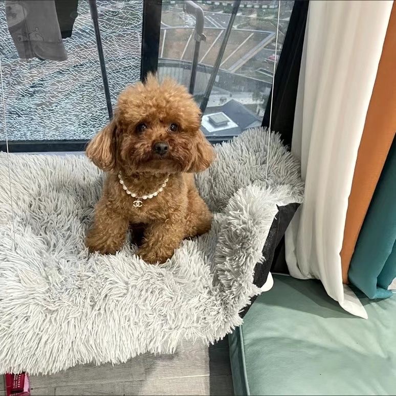 Lili〈香香〉宠物项链小香同款配饰项链宠物拍照饰品蓝猫泰迪