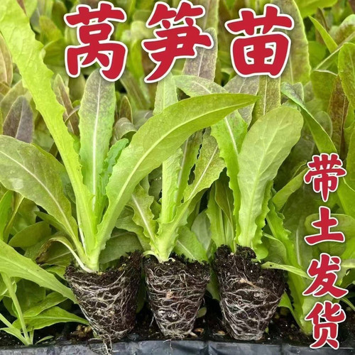 青皮红叶莴笋莴苣耐寒蔬菜红皮紫叶莴笋秧苗阳台庭院大田均可种植
