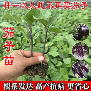 高产茄子秧苗紫长茄子苗黑长茄苗杭茄苗紫圆茄苗青茄苗白茄苗盆栽