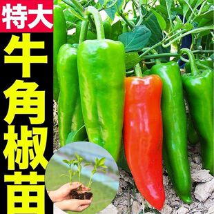 特级正宗牛角椒苗辣椒秧苗微辣特大牛角型椒尖椒 香辣青椒苗带土