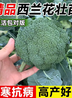 西兰花苗有机西蓝花苗带土秧苗绿色花菜花椰菜户外抗寒冬季易成活