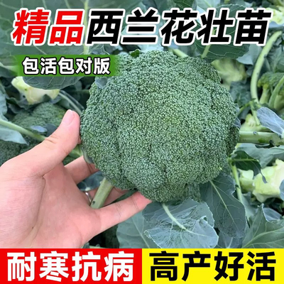 西兰花苗有机西蓝花苗带土秧苗